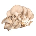 Oyster mushrooms