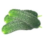 Short-fruited cucumber