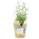 Rosemary in a pot 200g